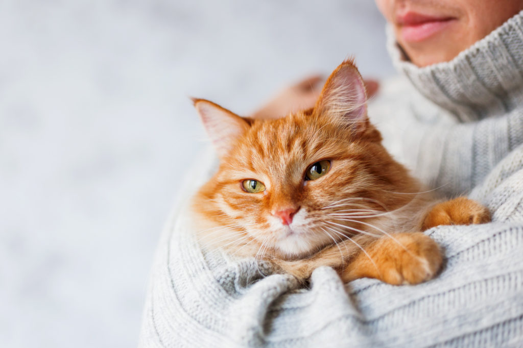 katze ruhig Katze auf dem Arm einer Frau