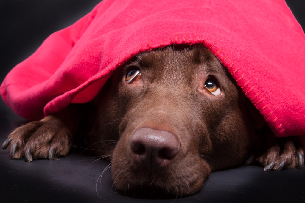 Labrador unter der decke Labrador versteckt sich ängstlich unter einer Decke
