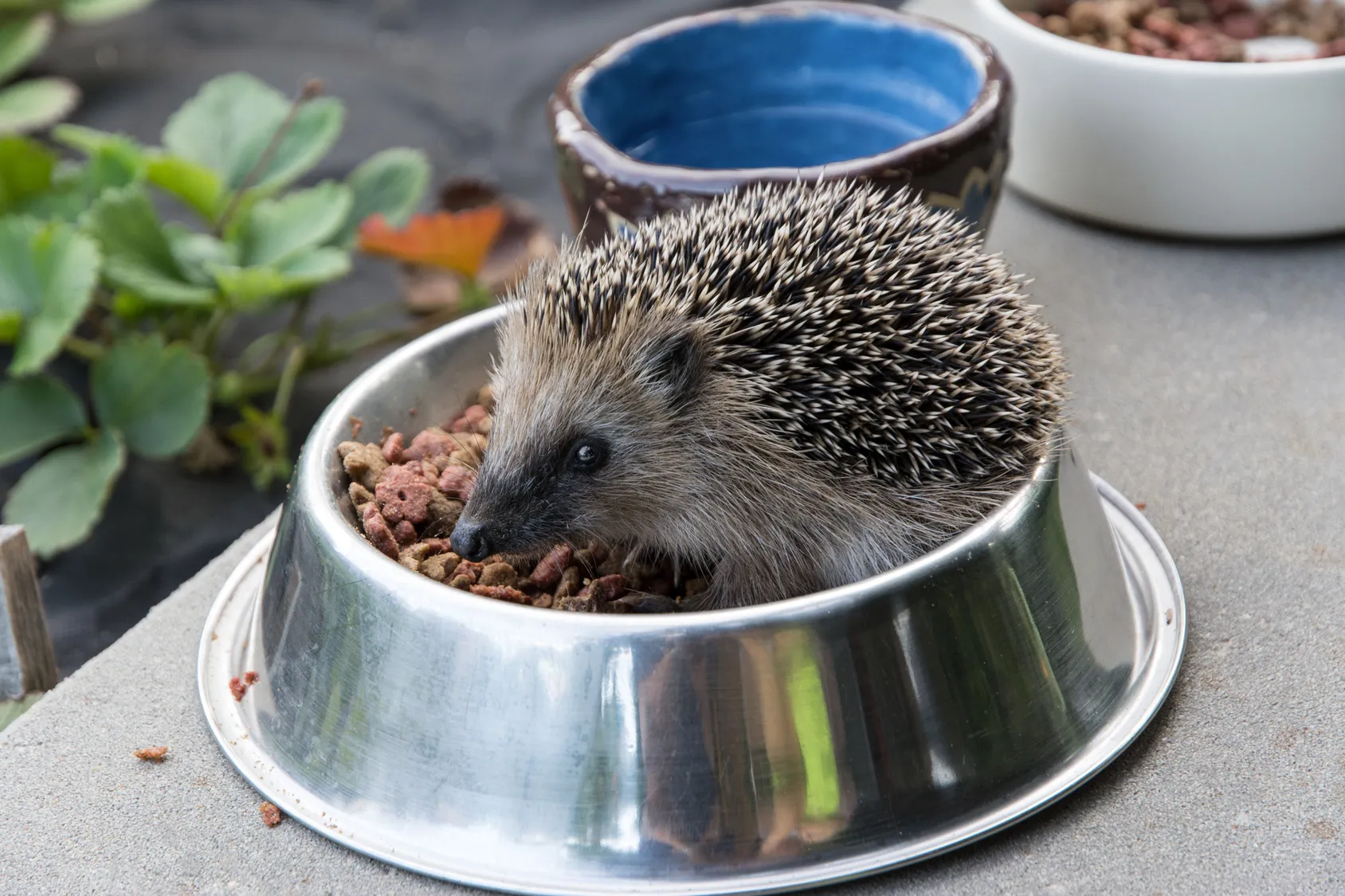 igel frisst katzenfutter