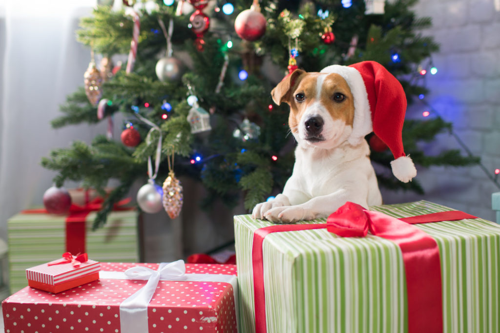 Jack Russel sitzt vor einem Weihnachtsbaum