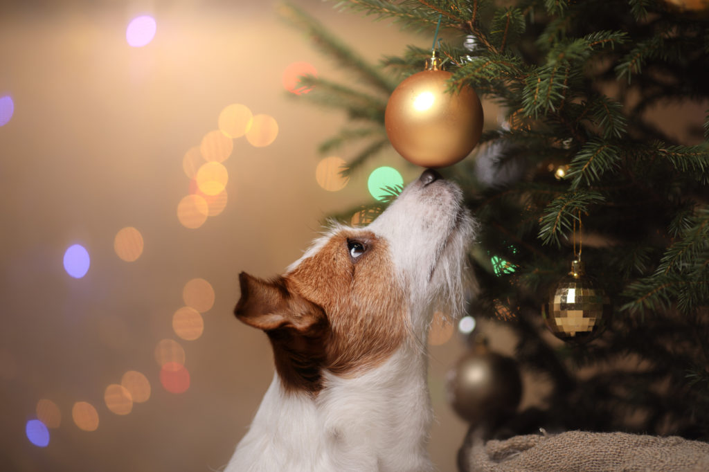 weihnachtliche gefharen hund Hund schnüffelt an einer Christbaumkugel