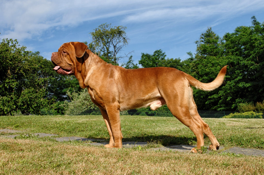 bordeaux dogge