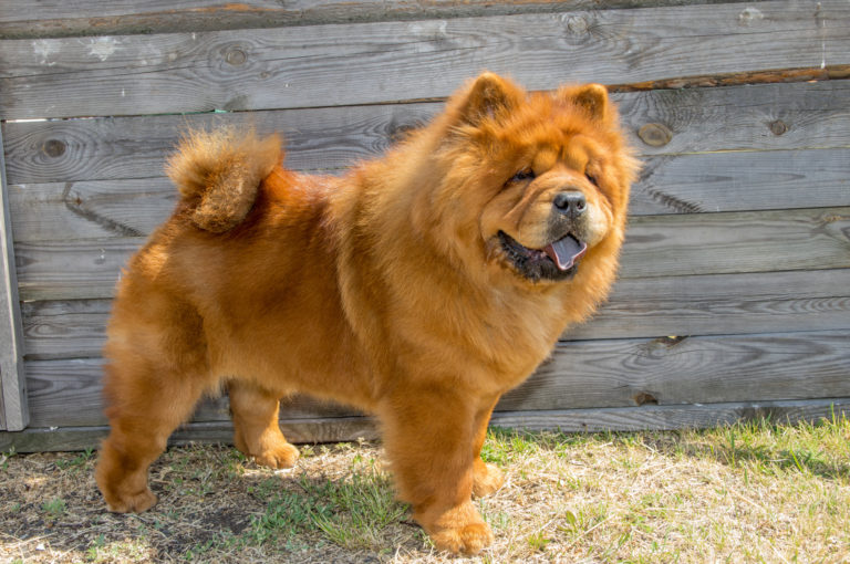 a chow chow