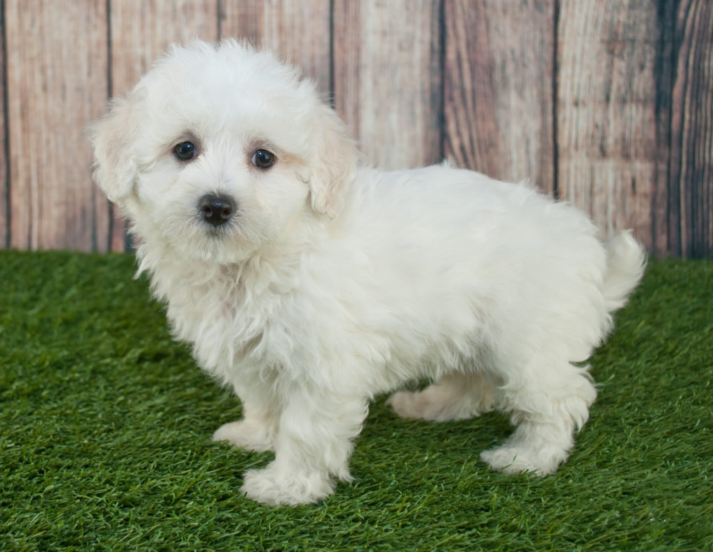 maltipoo welpe Maltipoo Welpe