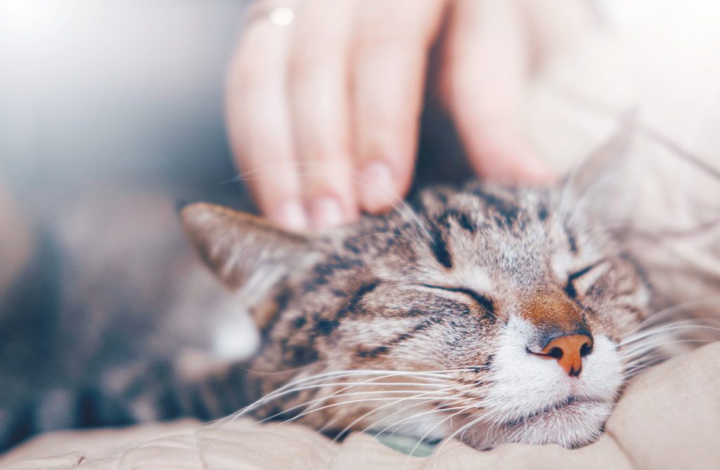 Hand die eine Katze streichelt kat miauwt