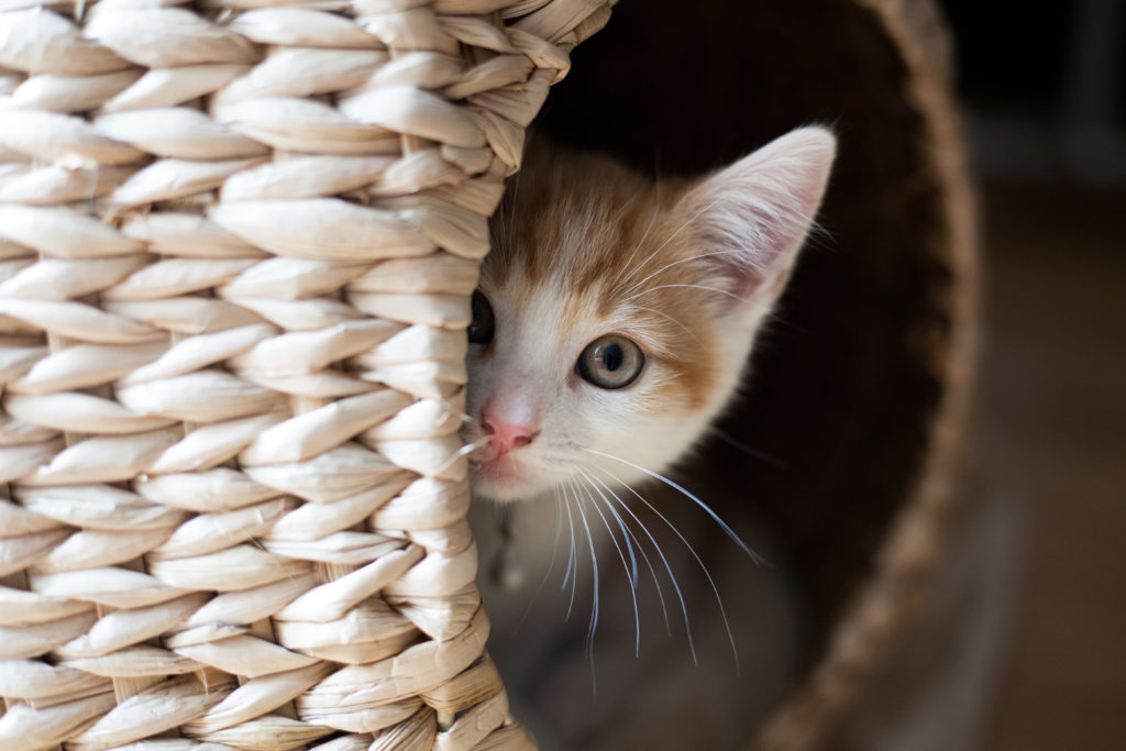 kätzchen in einem korb versteckt kat miauwt
