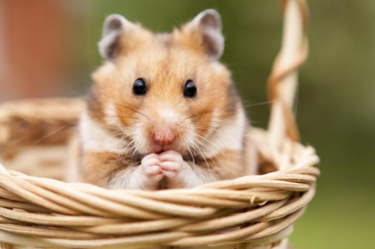 Hamsteri