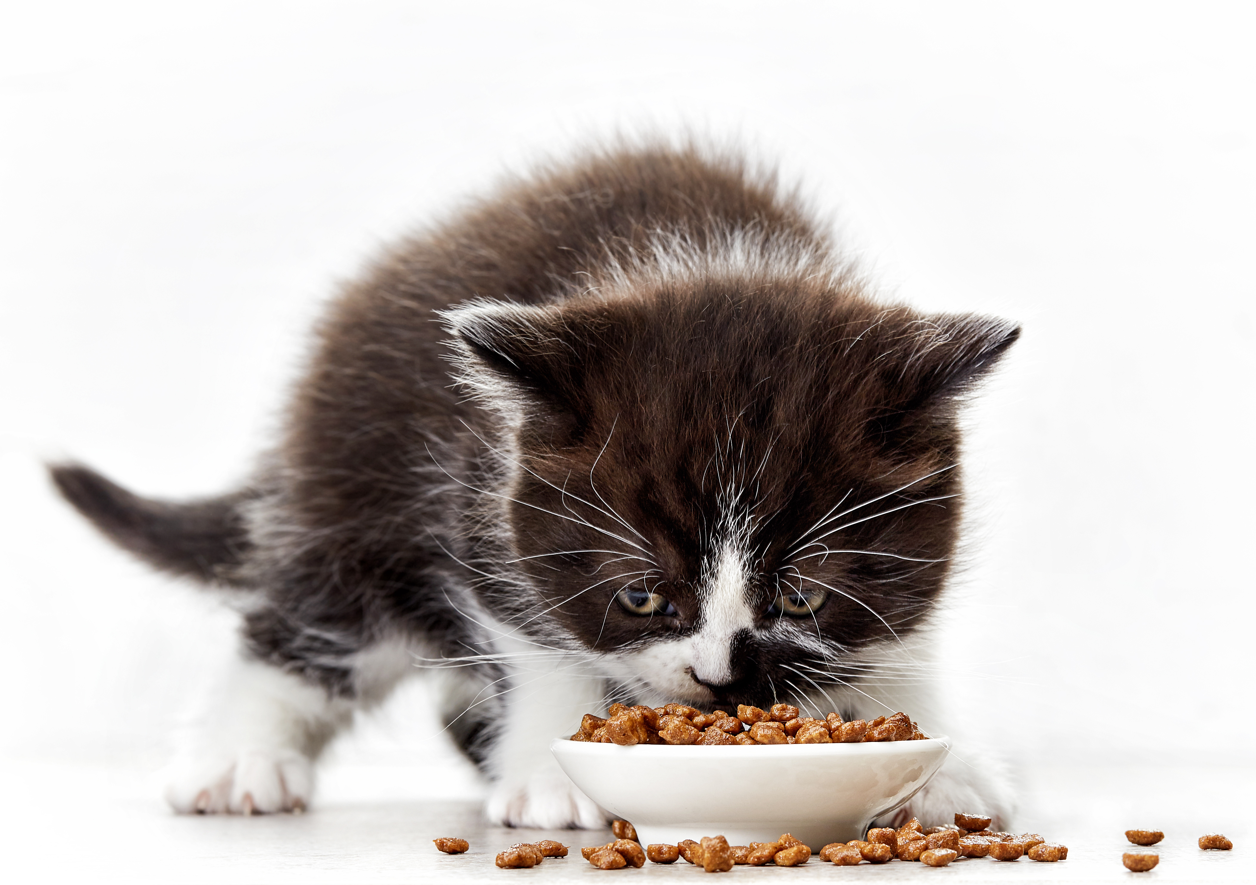 Kissanpennun ruokinta ja ravinto | zooplus Tietonurkka