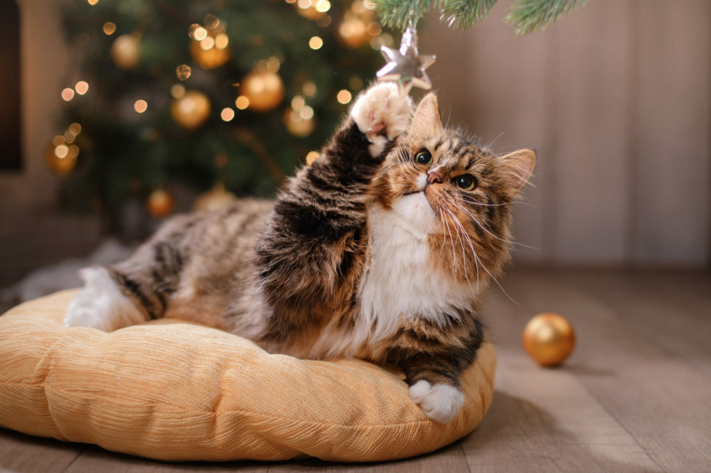 katze-spielt-weihnachtsbaum-1024×682 kissa leikkii joulukoristeilla