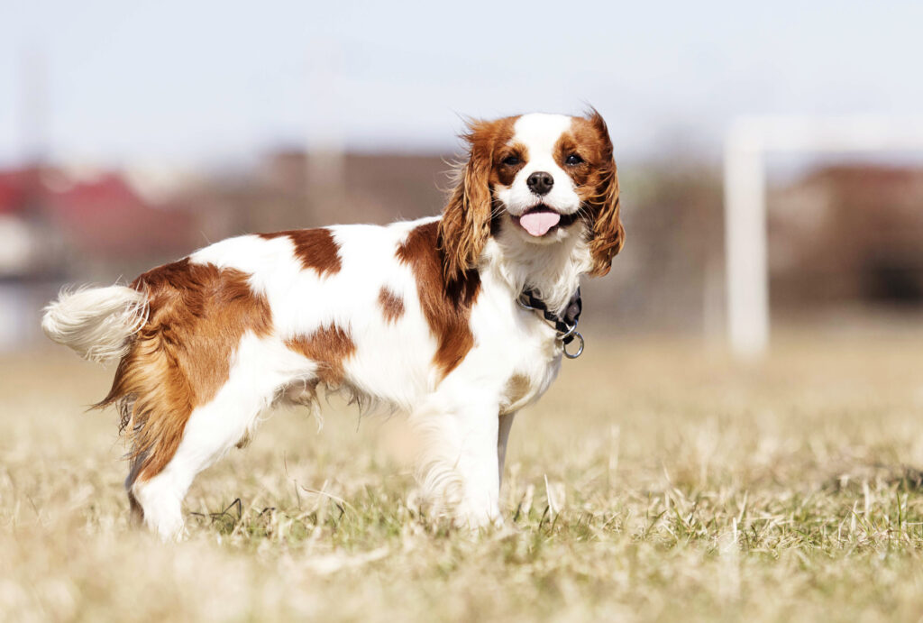 Cavalier King Charles Spaniel dog on the grass cavalier king charles spaniel