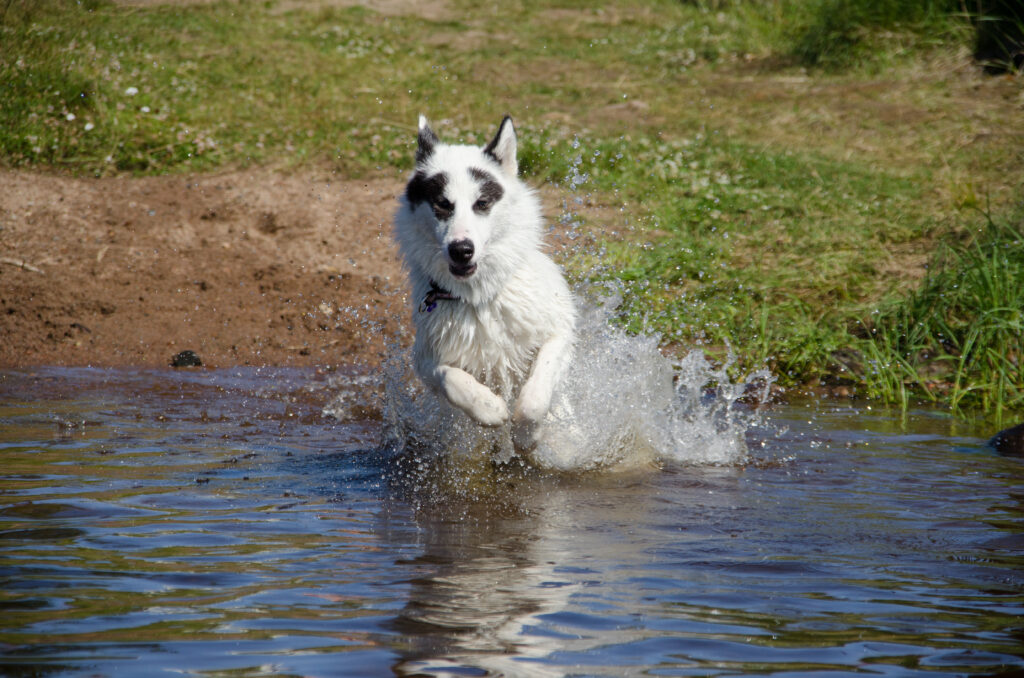 Canadian Eskimo Dog puppy jumping into a lake kanadischer eskimohund