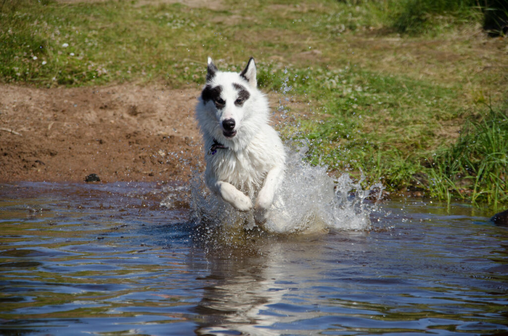 kanadischer eskimohund