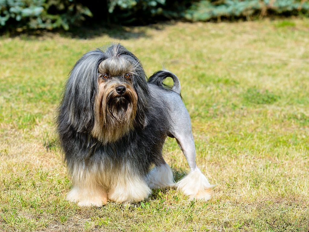 Little Lion Dog full face. The Löwchen is on the grass in park. löwchen