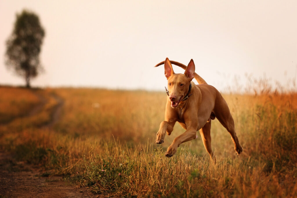 dog breed Pharaoh hound running pharaonenhund