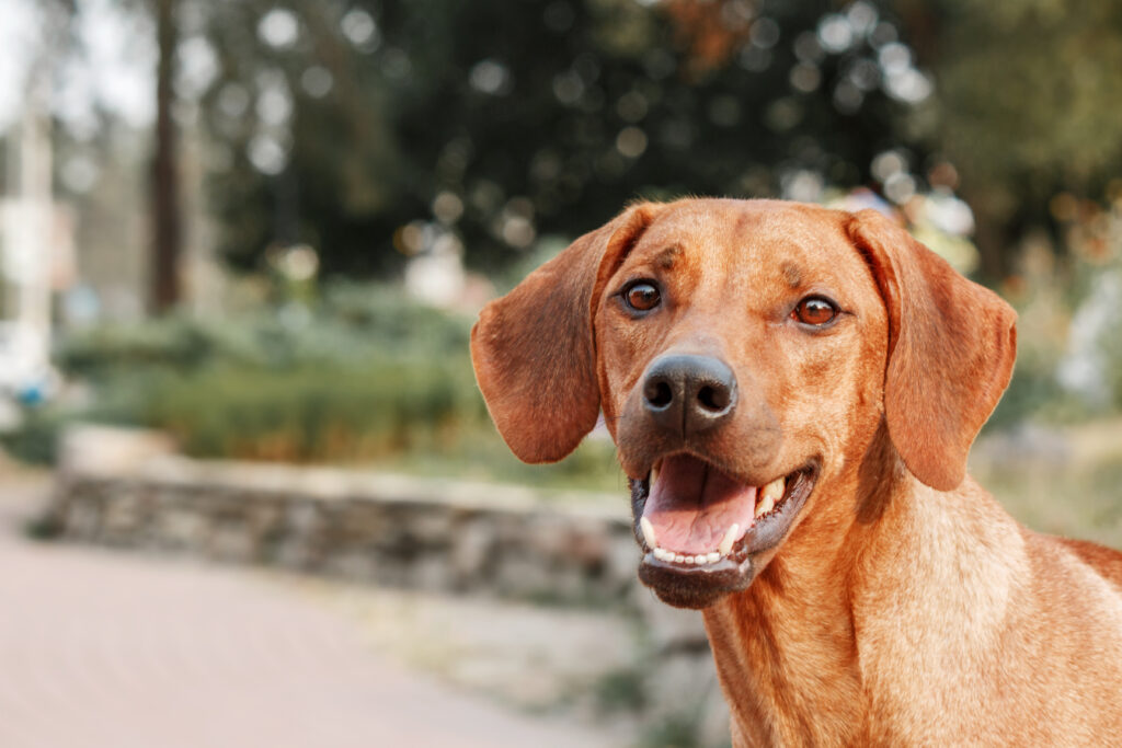 Rhodesian ridgeback sales hinta