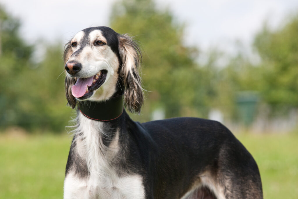 Portrait of nice dog – saluki saluki