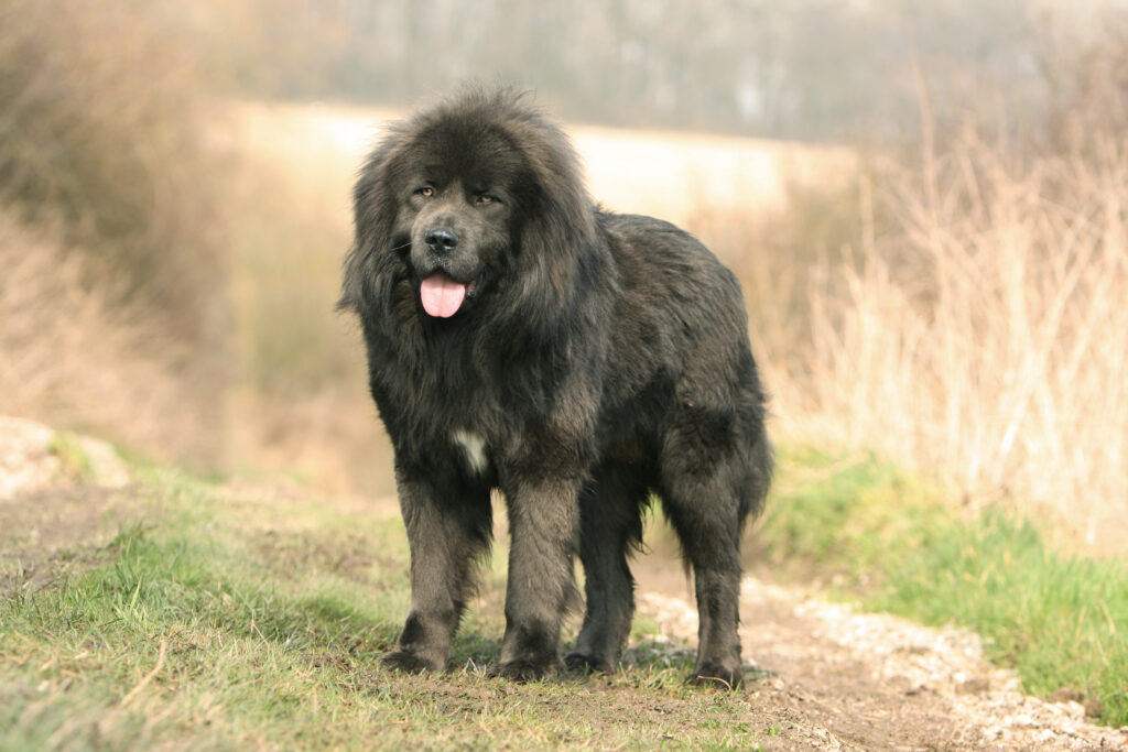 Tibetan mastiff sales hinta