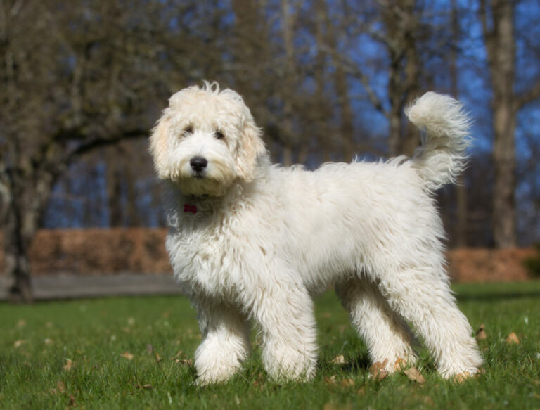 Labradoodle nurmikolla