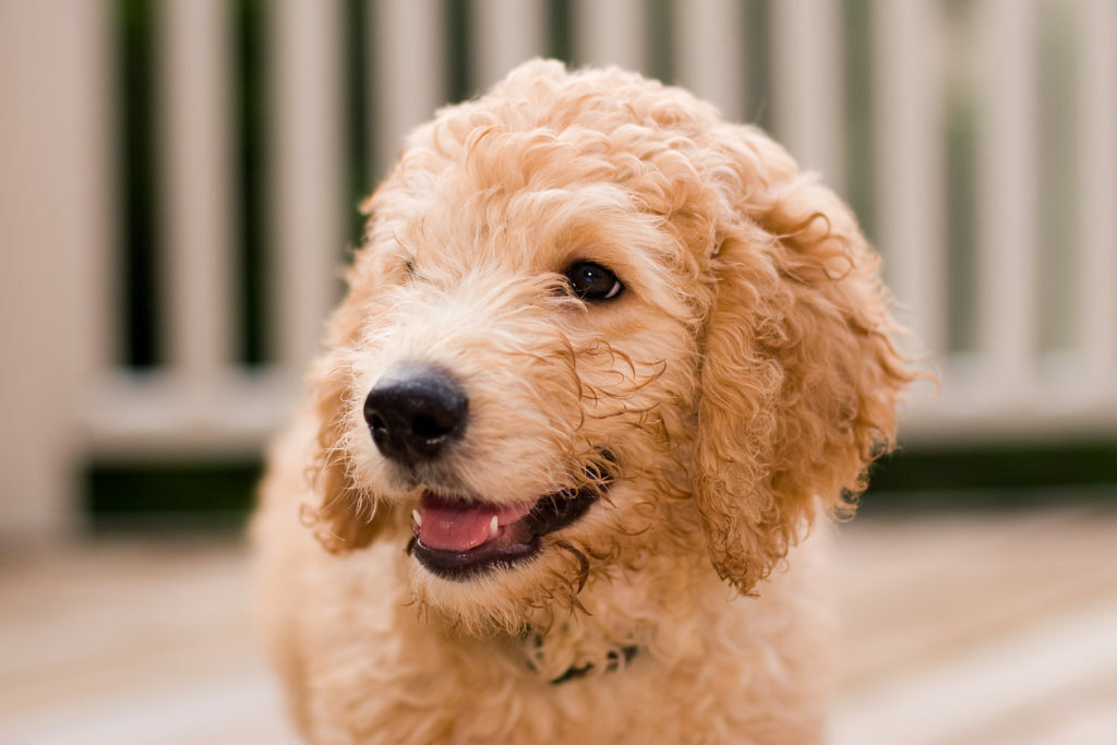 Labradoodlen pentu 10 viikon iässä Labradoodlen pentu