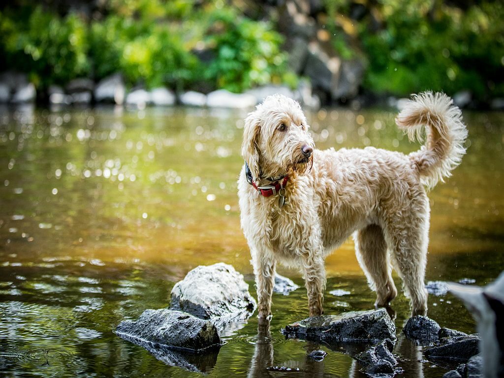 Labradoodle vedessä