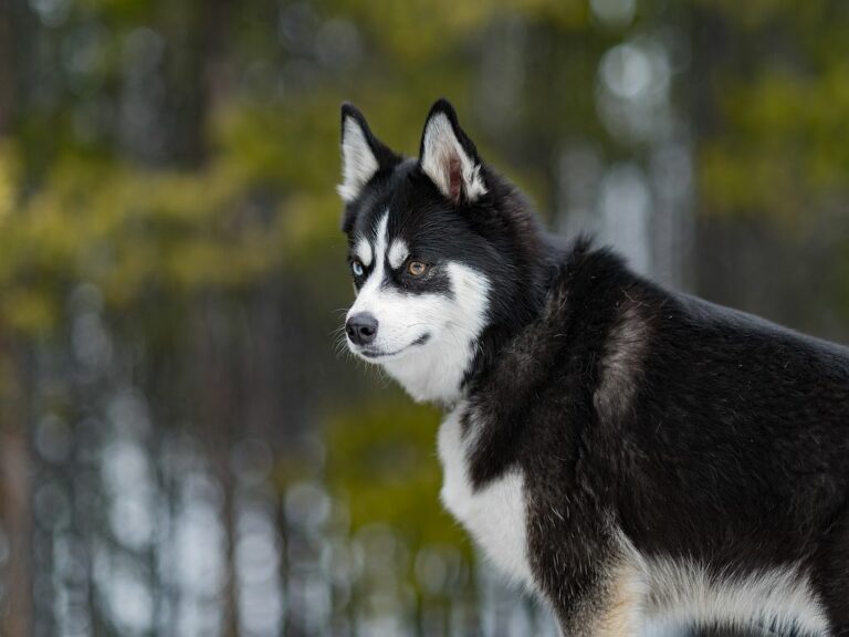 Pomsky metsämaisemassa