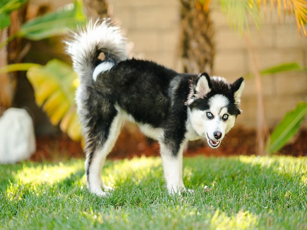 Pomsky nurmikolla Pomsky nurmikolla