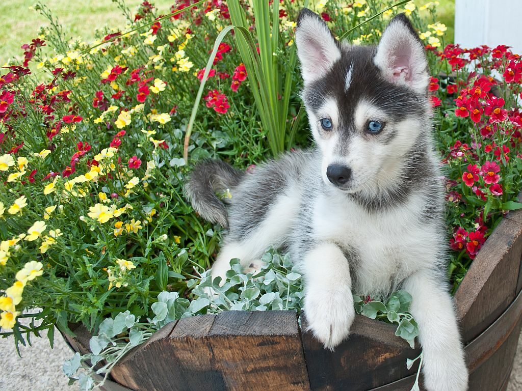 Pomsky pentu