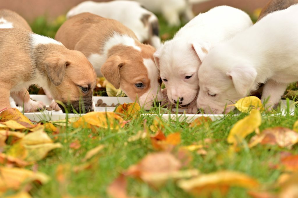 American staffordshire terrieri pennut Koiranpennun ostaminen