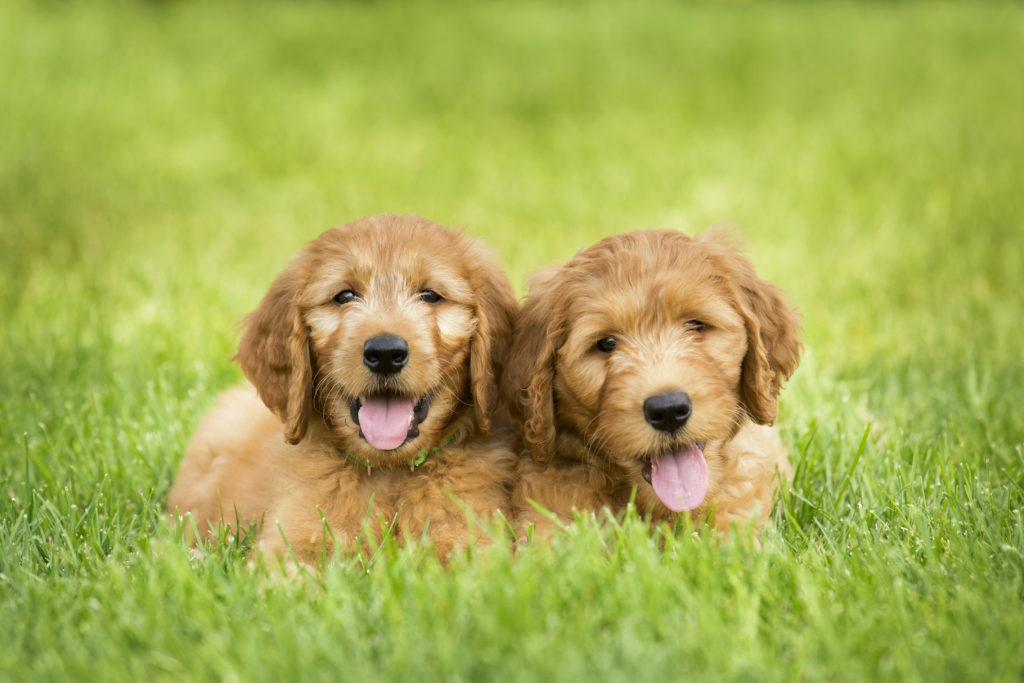 Goldendoodle pentuja