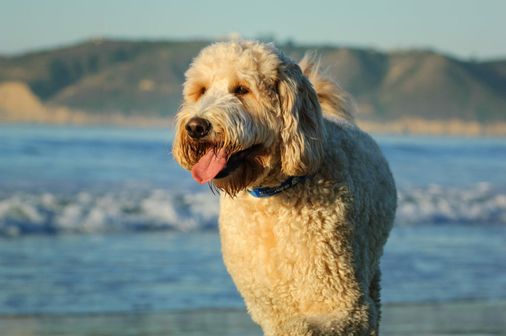 Goldendoodle rannalla