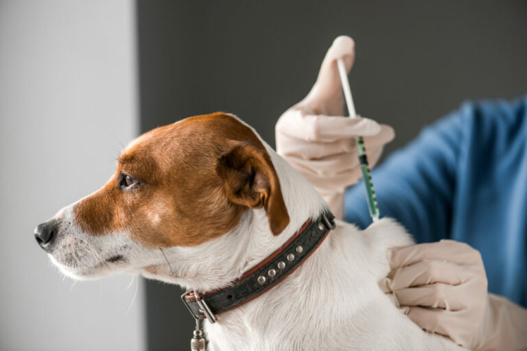 Koiran rokotukset
