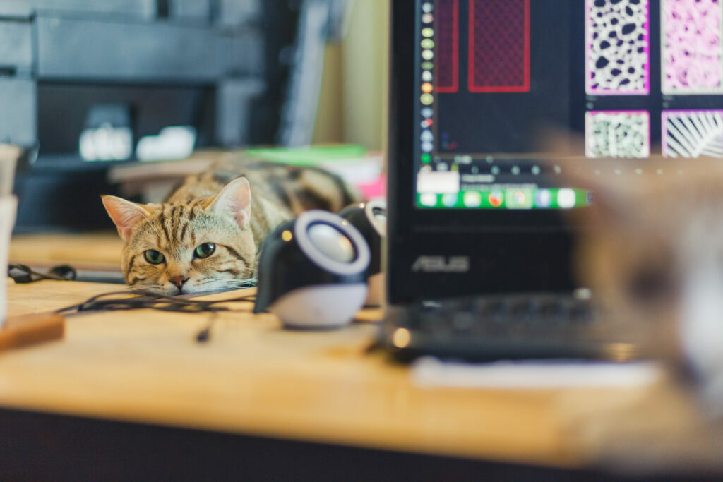 Söpö kissa lepäilee pöydällä eak8dda / stock.adobe.com