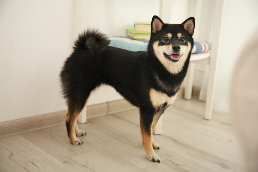 Musta shiba inu