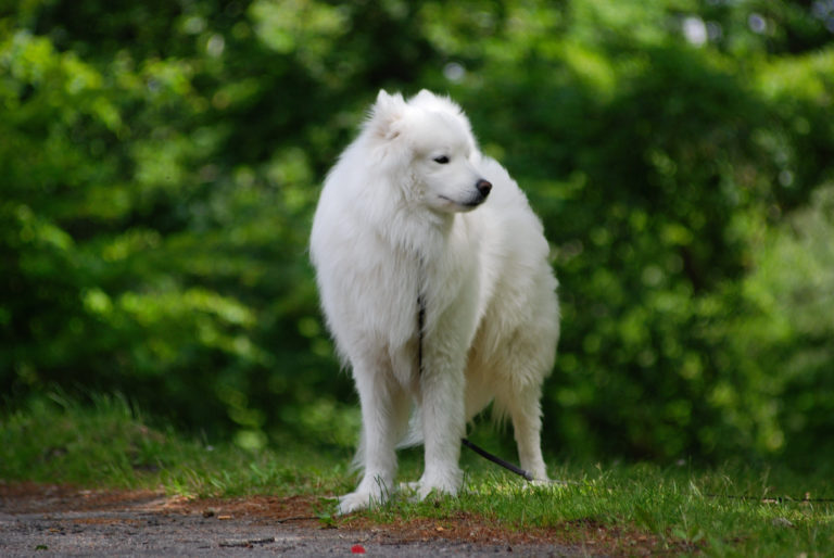 Samojedinkoira