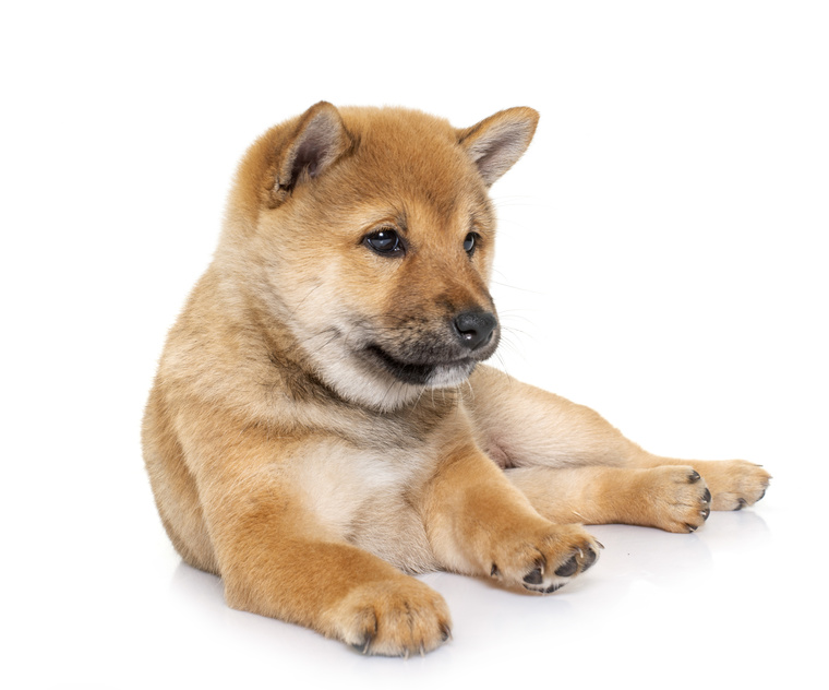 shiba inu pentu