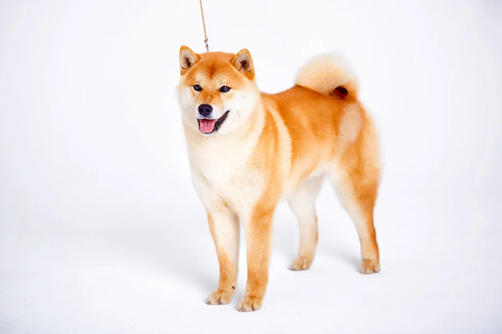 960px-Taka_Shiba.jpg
