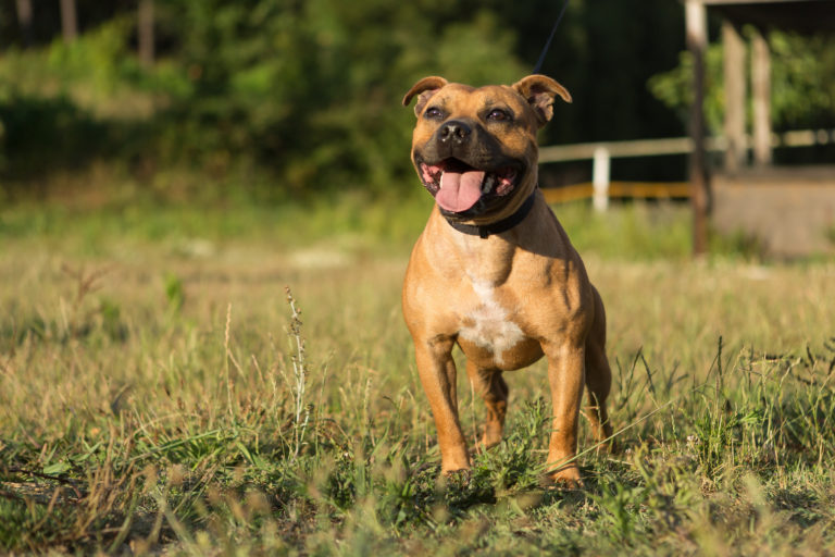 Staffordshirenbullterrieri