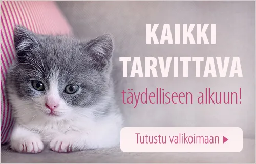 Kitten_general