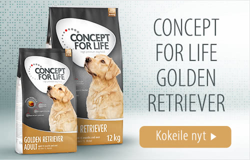 CFL_golden_retriever