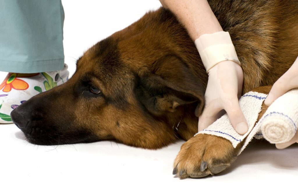 Hund-Pfotenverletzung Hund bekommt Verband an der Pfote.