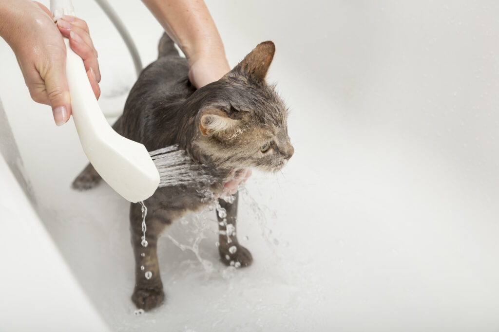 kissan peseminen