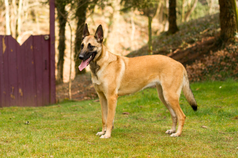 Belgianpaimenkoira malinois