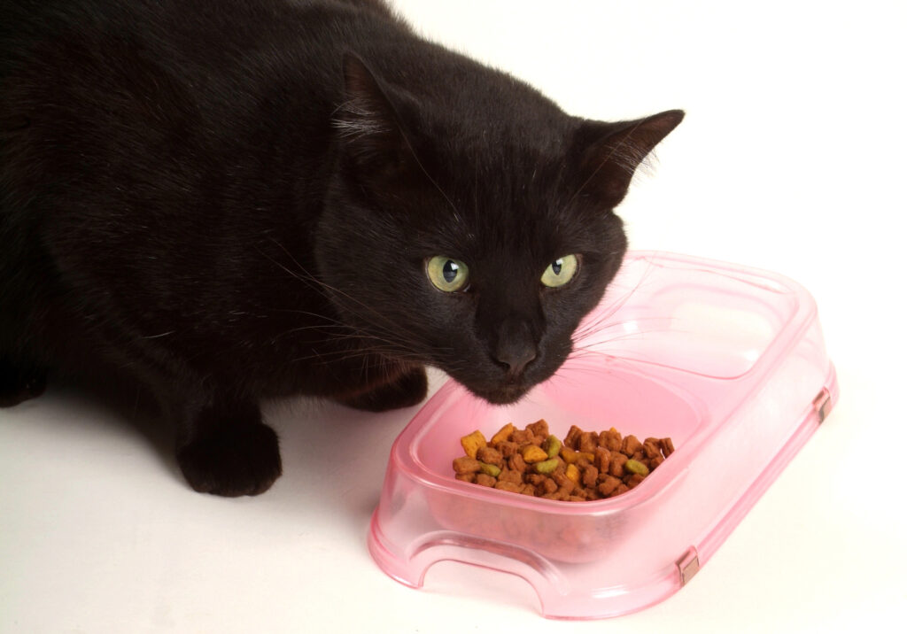 Musta kissa syö kuivaruokaa kupista