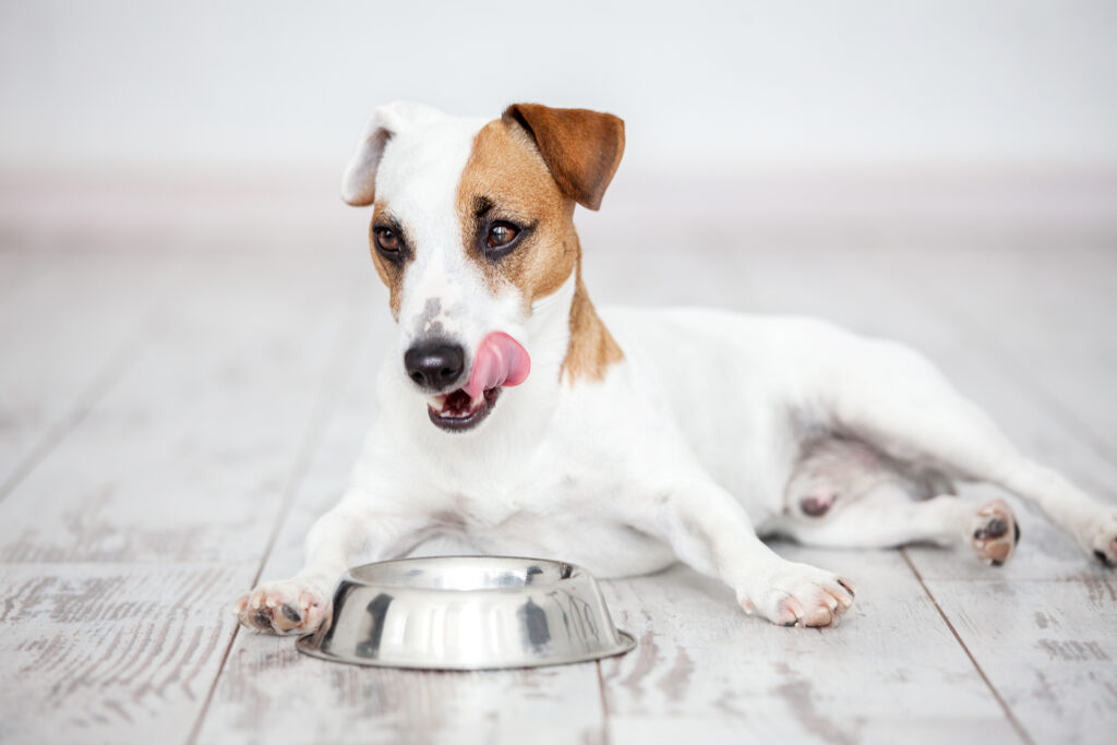 jackrussellinterrieri makaa lattialla ja syö kulhosta