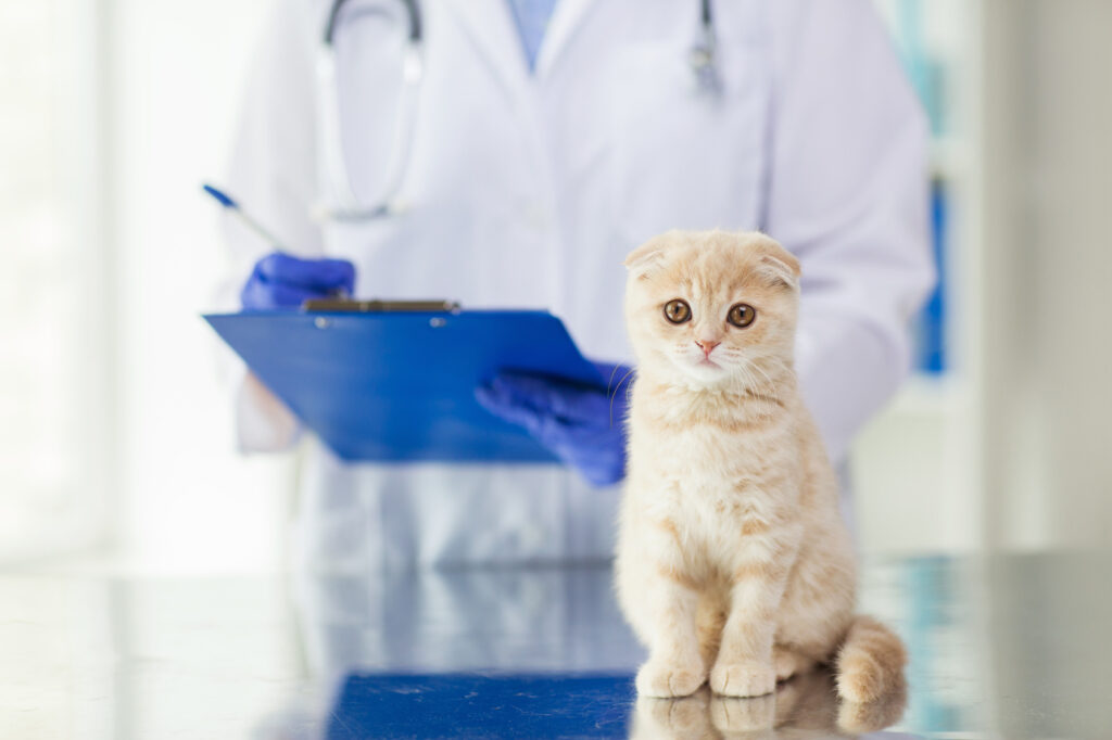 kissa madotettavana eläinlääkärissä