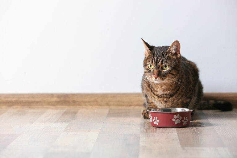 Ruskeaturkkinen kissa syö