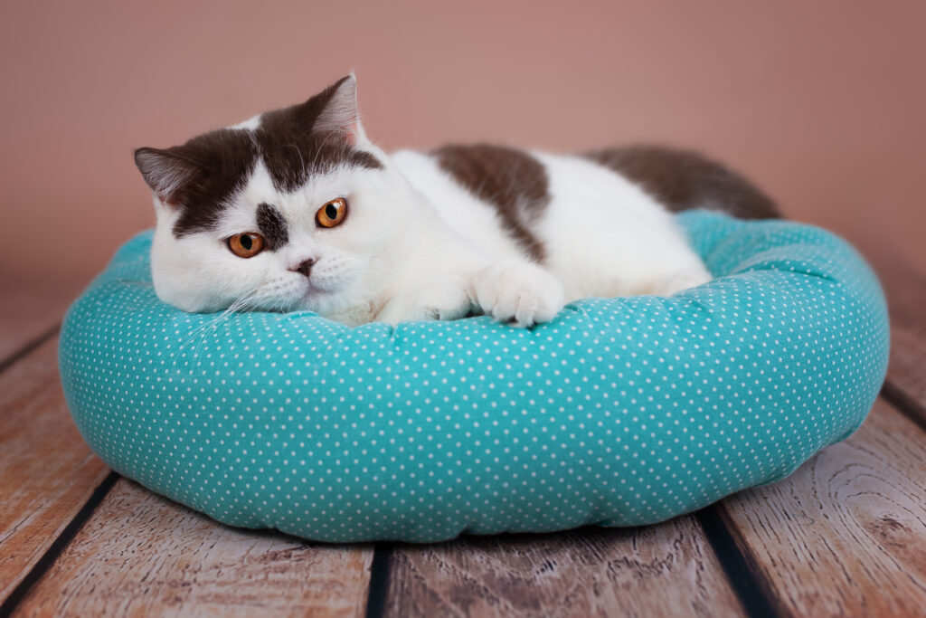 Kissa lepää sinisellä kissanpedillärelaxt.. 9 Monate alter BKH Kater Kissa lepää sinisellä kissanpedillä