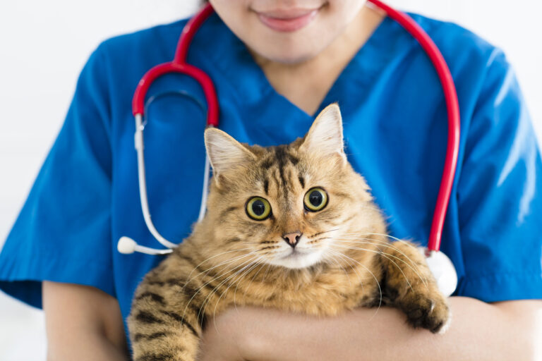 Kissan virtsatietulehduksen hoito eläinlääkärillä