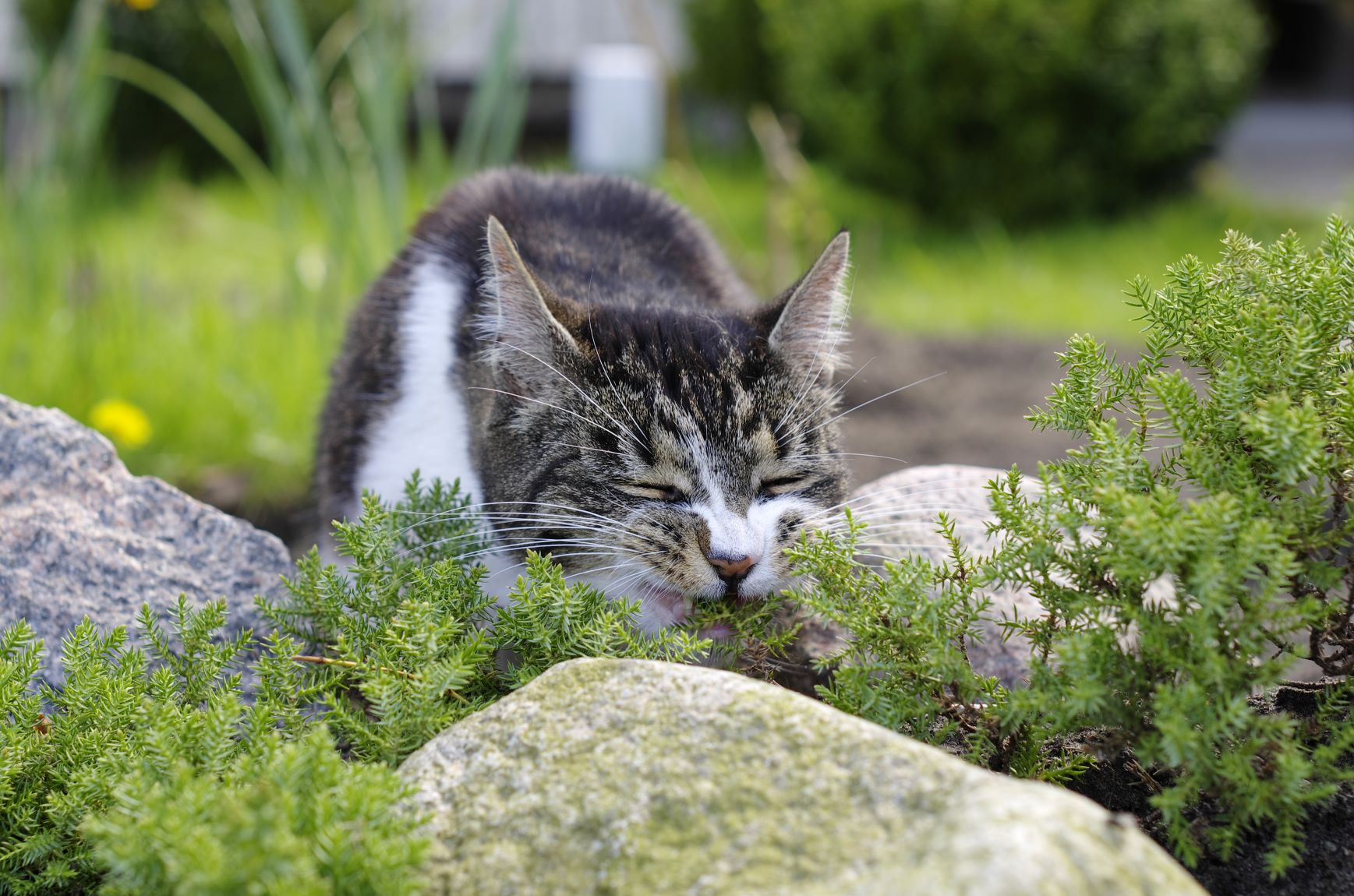 Kissalle myrkylliset kasvit | zooplus Tietonurkka