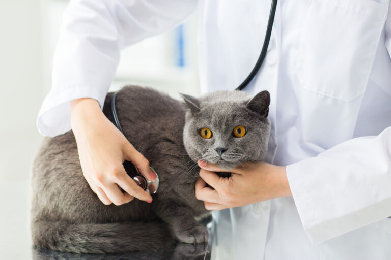 Eläinlääkäri tutkii kissan ruoansulatusvaivoja